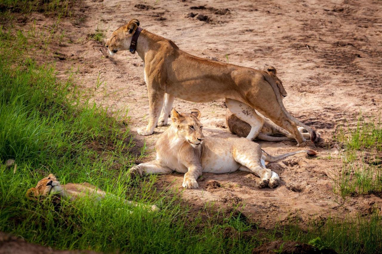 Baobab Tented Camp Kwa Kuchinia ภายนอก รูปภาพ